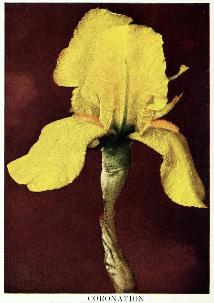 Photo of Tall Bearded Iris (Iris 'Coronation') uploaded by scvirginia