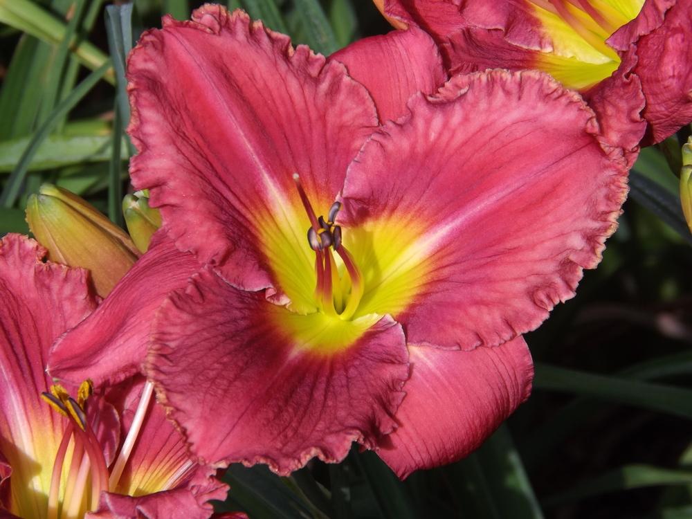 Photo of Daylily (Hemerocallis 'In the Heart of It All') uploaded by Curlycollards