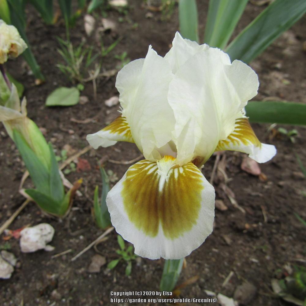 Photo of Standard Dwarf Bearded Iris (Iris 'Moss Spot') uploaded by GreenIris