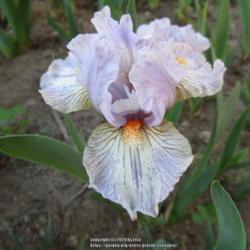 Location: Las Cruces, NM
Date: 2020-03-31
SDB Iris Surrounded (Enlarge to see detail)