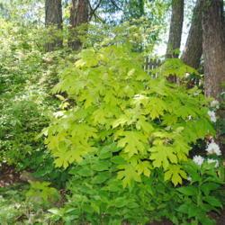 Location: West Chester, Pennsylvania
Date: 2020-06-09
mature sized shrub