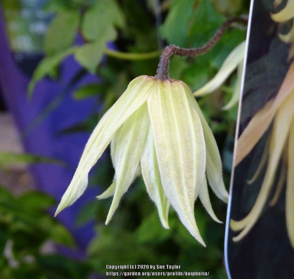 Photo of Clematis (Clematis koreana Amber) uploaded by kniphofia