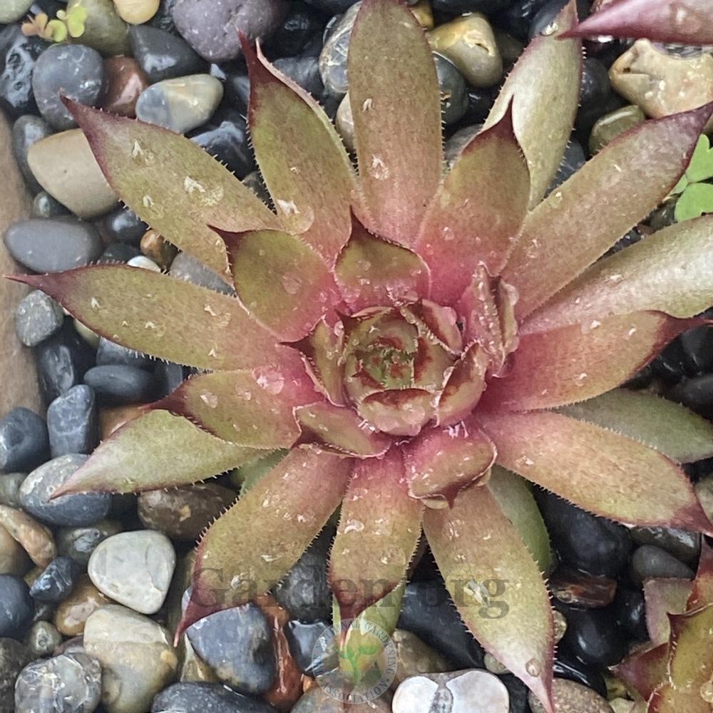 Photo of Hen and Chicks (Sempervivum 'Flamingo') uploaded by springcolor