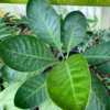 Big fat leaves. This plant is often sold mistakenly as A. jenmani