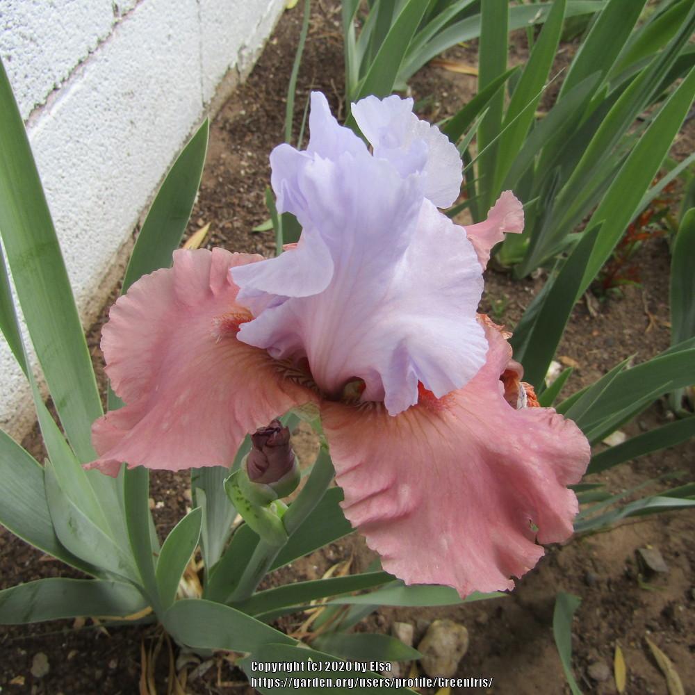 Photo of Border Bearded Iris (Iris 'Infatuate') uploaded by GreenIris