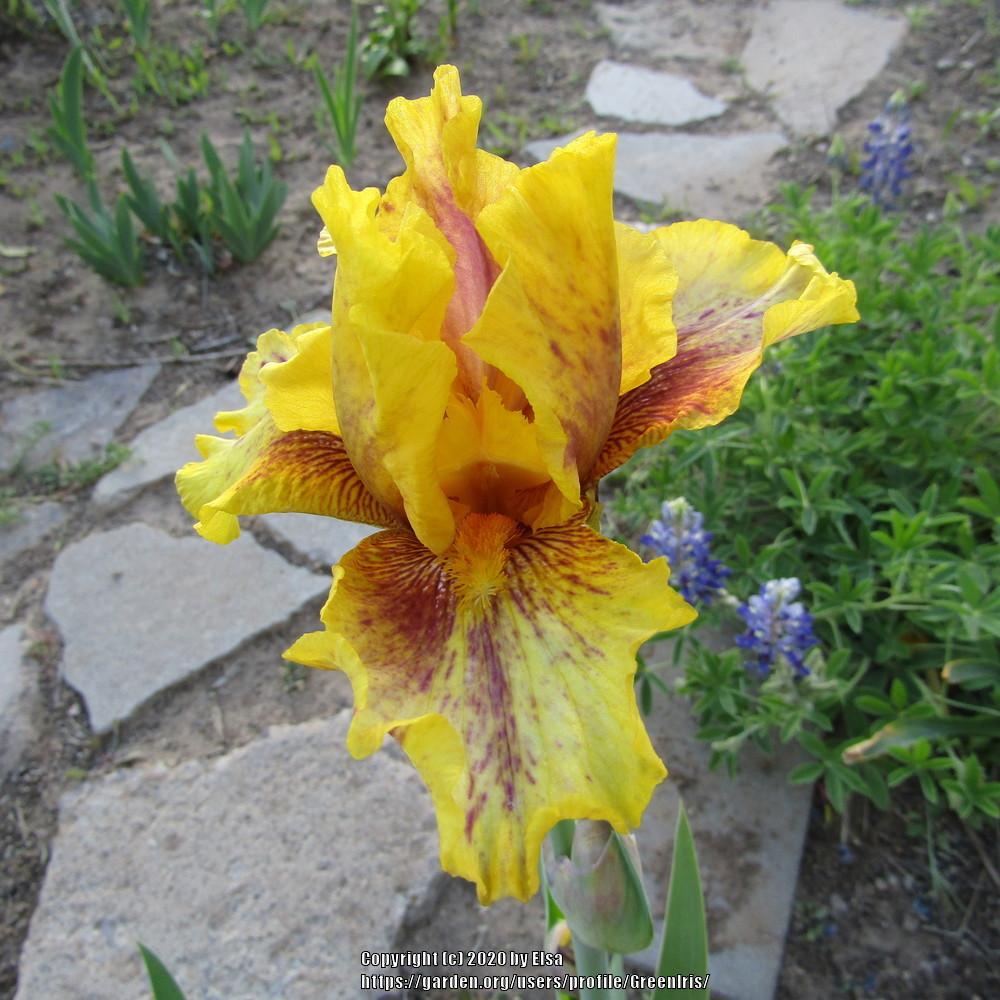Photo of Tall Bearded Iris (Iris 'Infernal Fire') uploaded by GreenIris