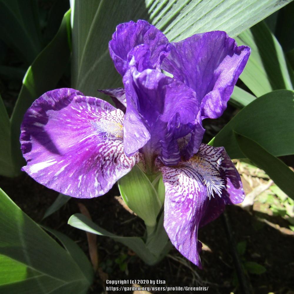 Photo of Intermediate Bearded Iris (Iris 'Hubbub') uploaded by GreenIris