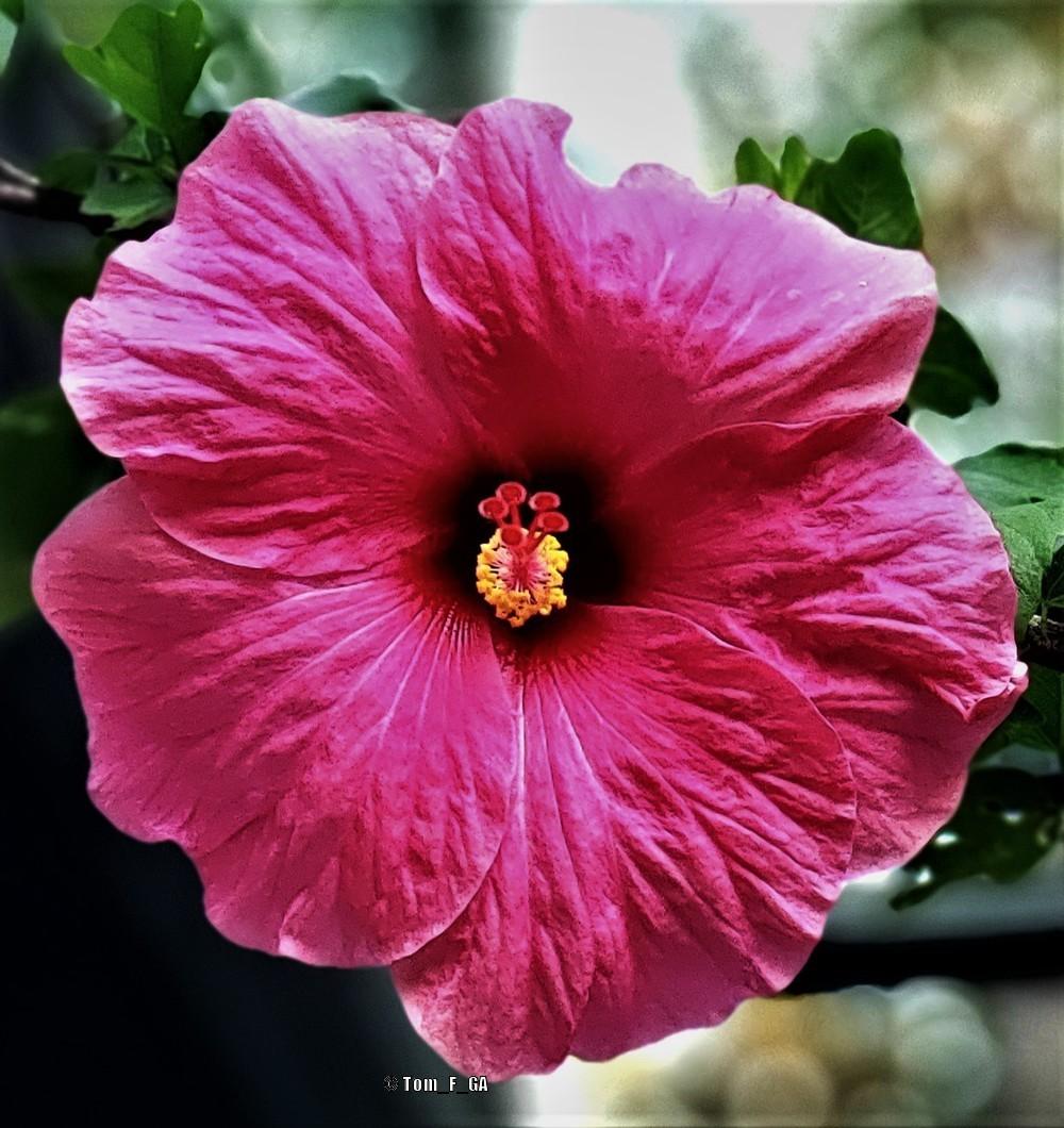 Photo of Tropical Hibiscus (Hibiscus rosa-sinensis 'Pink Versicolor') uploaded by Tom_F_GA