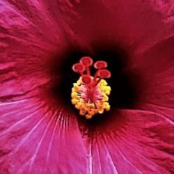 Location: Thomasville, GA USA
Date: 2020-06-10
Amazing and beautiful composition of a stamen of a hibiscus!