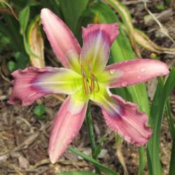 Location: My 6b garden
Date: 2020-06-14
New for 2020 from Northern Lights Daylilies.