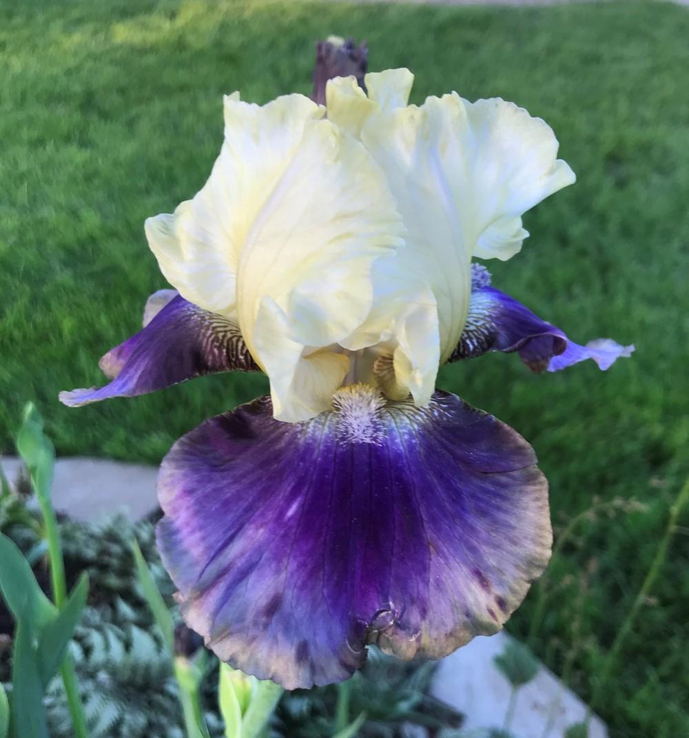 Photo of Tall Bearded Iris (Iris 'On Deck') uploaded by joelsted