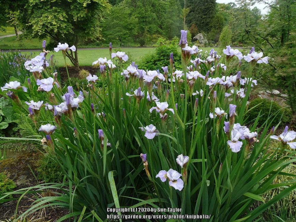 Photo of Species X Iris (Iris 'Lavender Landscape') uploaded by kniphofia