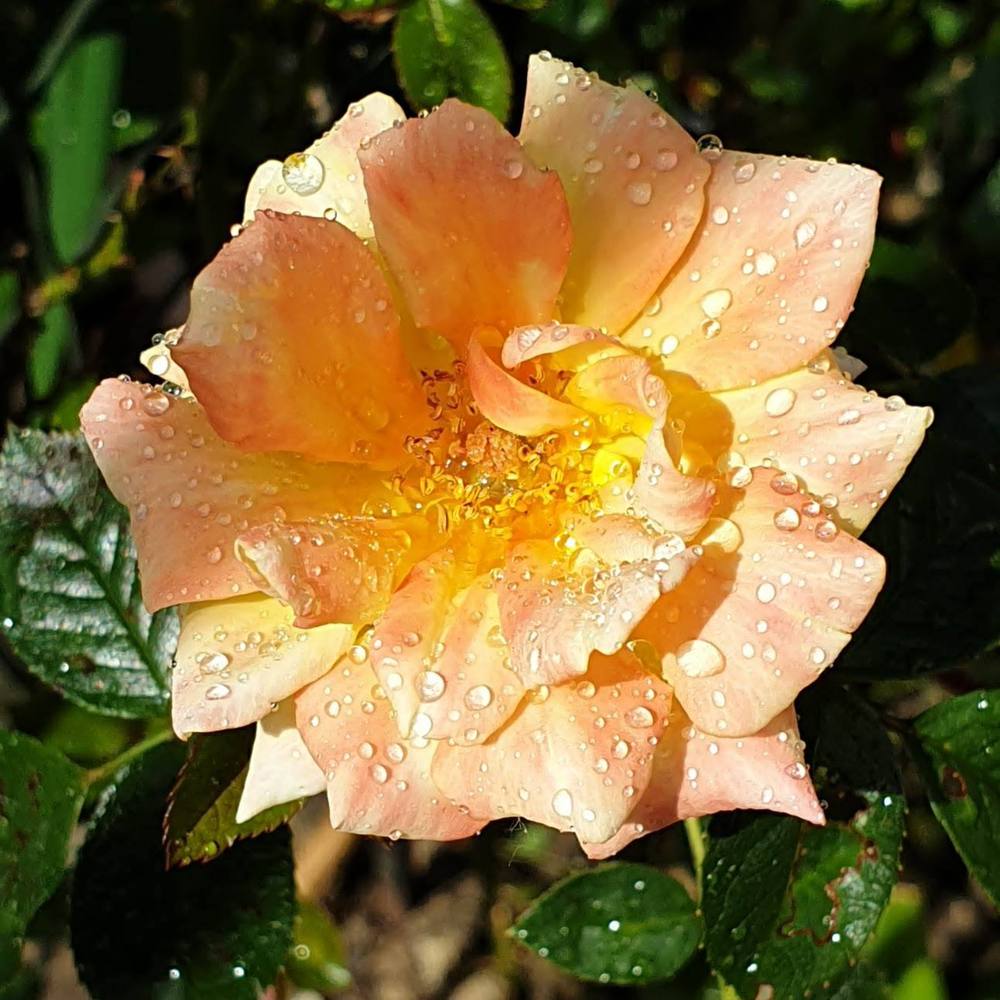 Photo of Rose (Rosa 'Laura Ford') uploaded by rolliekins