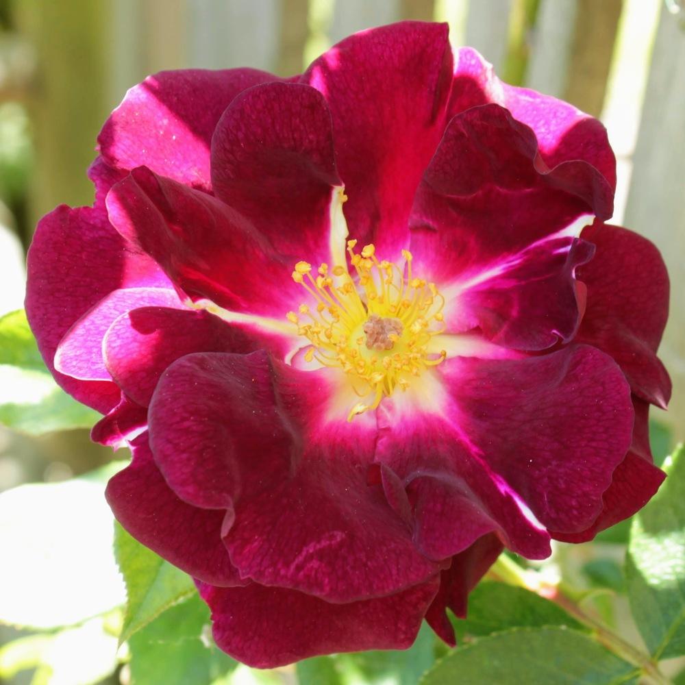 Photo of Rose (Rosa 'Night Owl') uploaded by rolliekins