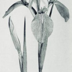 Location: Spuria Iris 'Tejas'
Date: c. 1937
photo from the Bulletin of the American Iris Society, May 1937