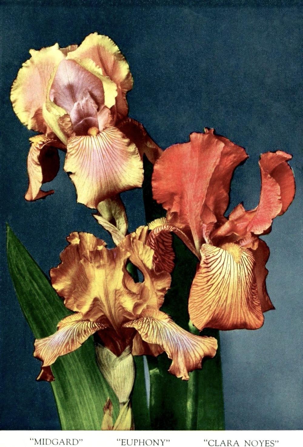Photo of Tall Bearded Iris (Iris 'Euphony') uploaded by scvirginia