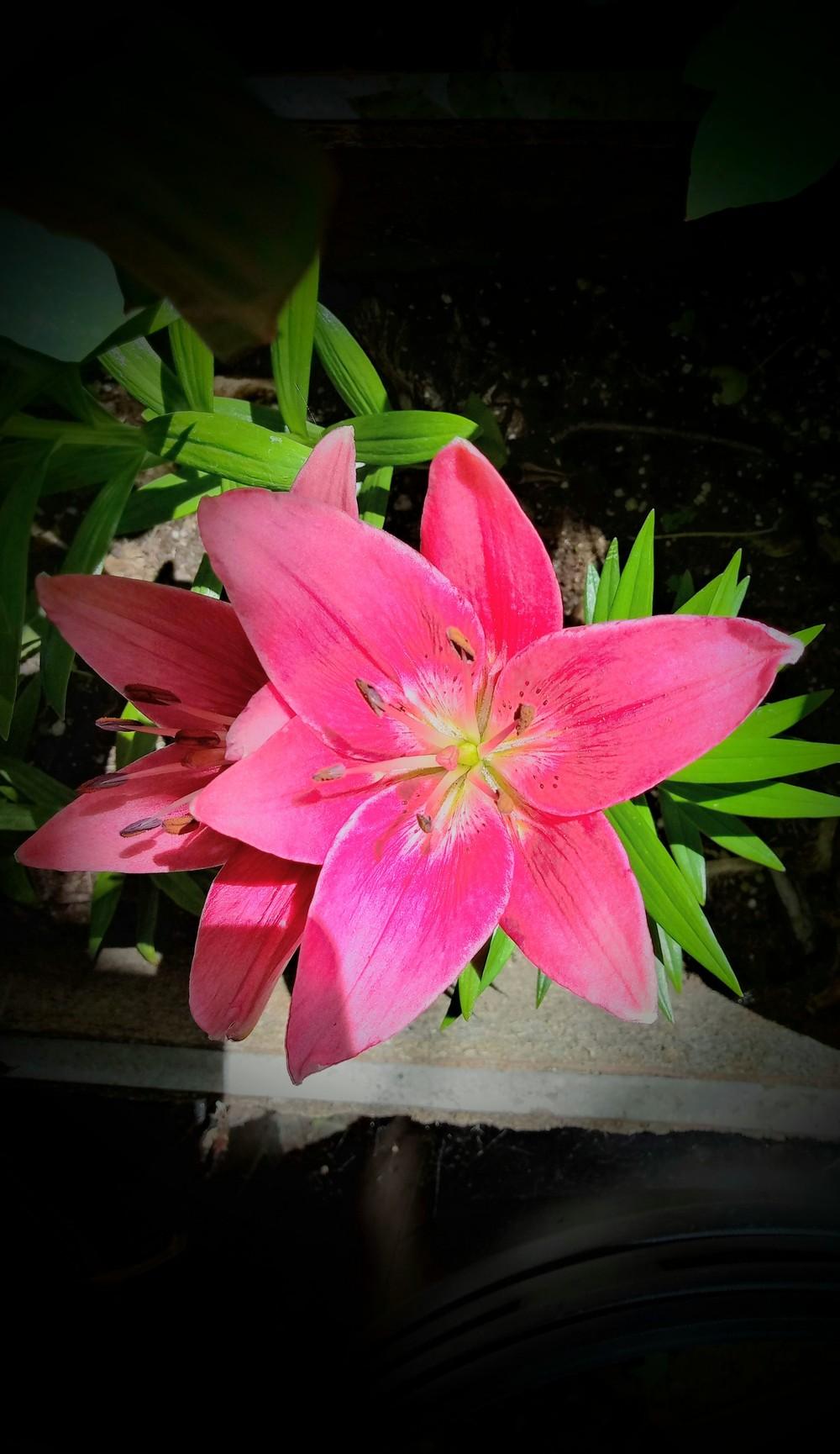Photo of Lilies (Lilium) uploaded by JayZeke