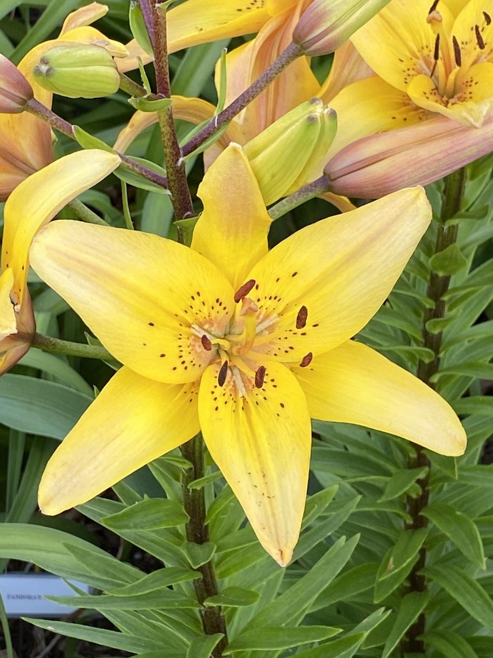 Photo of Lily (Lilium 'Peaches on Chocolate') uploaded by Legalily