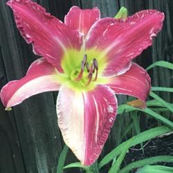 Location: home garden VA
Date: 2020-06-15
First bloom of season