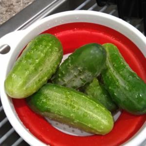Excellent harvest.  Tasty cucumber with smaller seeds and tender 