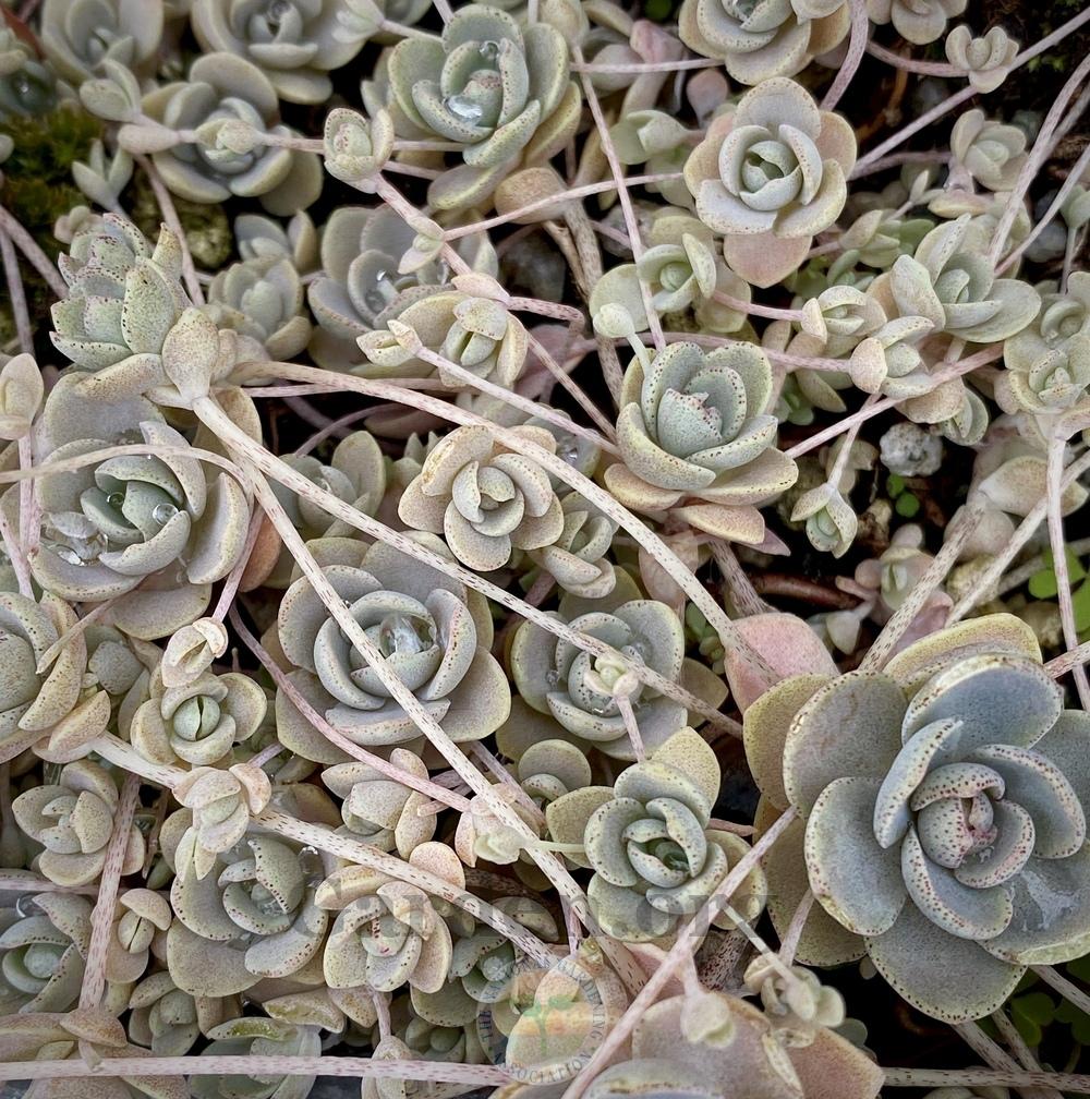Photo of Dunce's Cap (Orostachys iwarenge) uploaded by springcolor