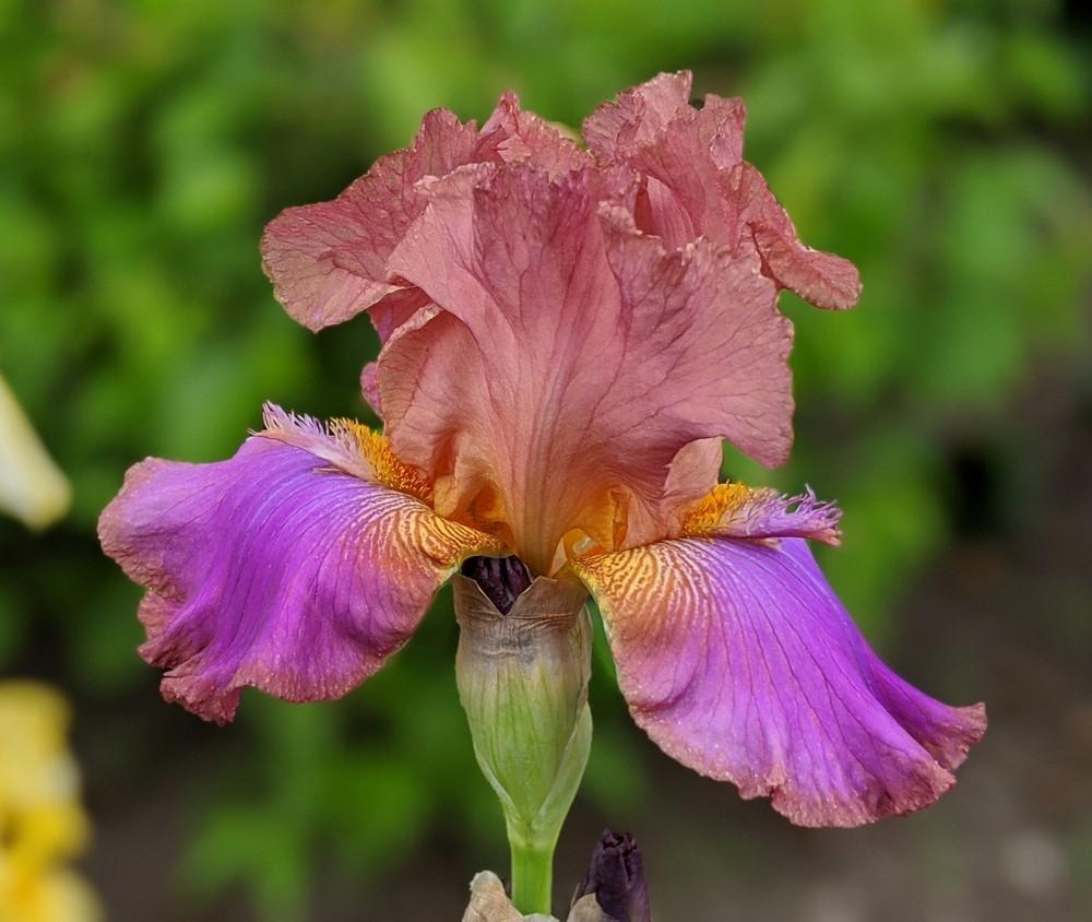 Photo of Tall Bearded Iris (Iris 'Battle Star') uploaded by Artsee1