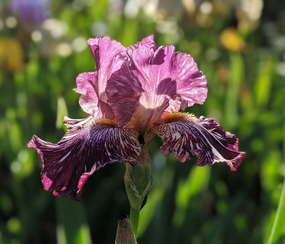 Photo of Tall Bearded Iris (Iris 'Bewilderbeast') uploaded by Artsee1
