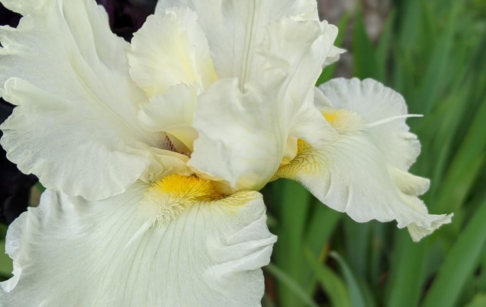 Photo of Tall Bearded Iris (Iris 'California Dreamin') uploaded by Artsee1