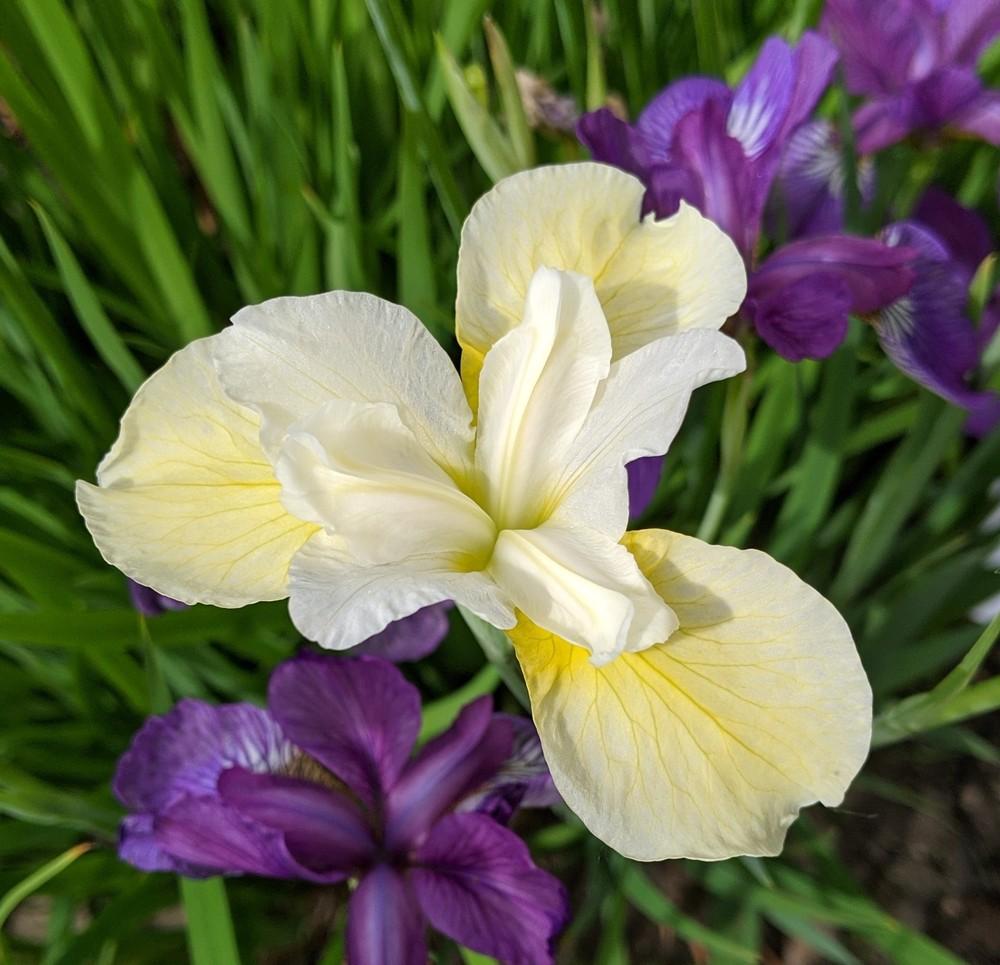 Photo of Siberian Iris (Iris 'Butter and Sugar') uploaded by Artsee1