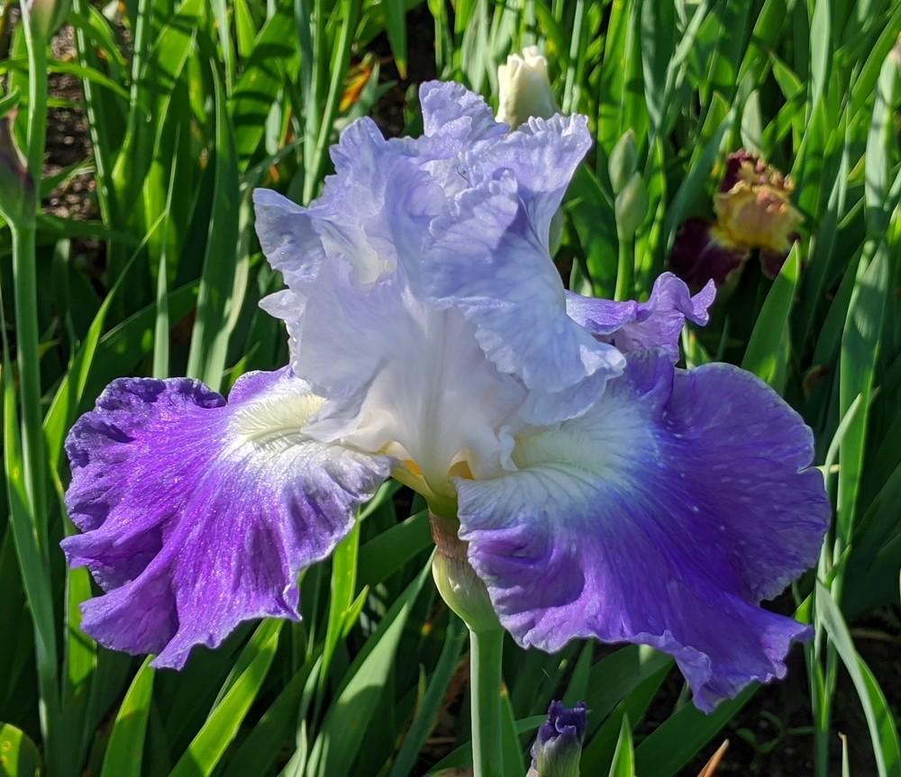 Photo of Tall Bearded Iris (Iris 'Clarence') uploaded by Artsee1