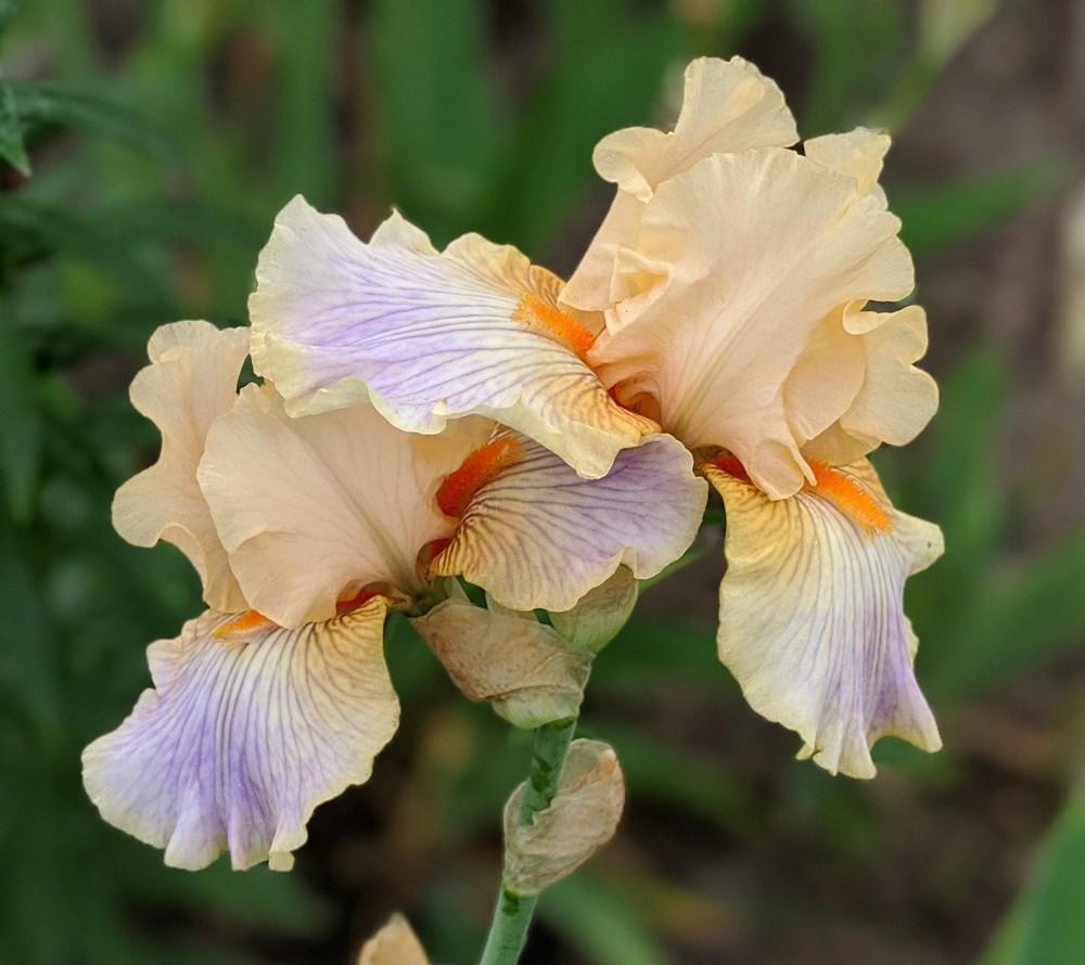 Photo of Tall Bearded Iris (Iris 'Artistic Touch') uploaded by Artsee1