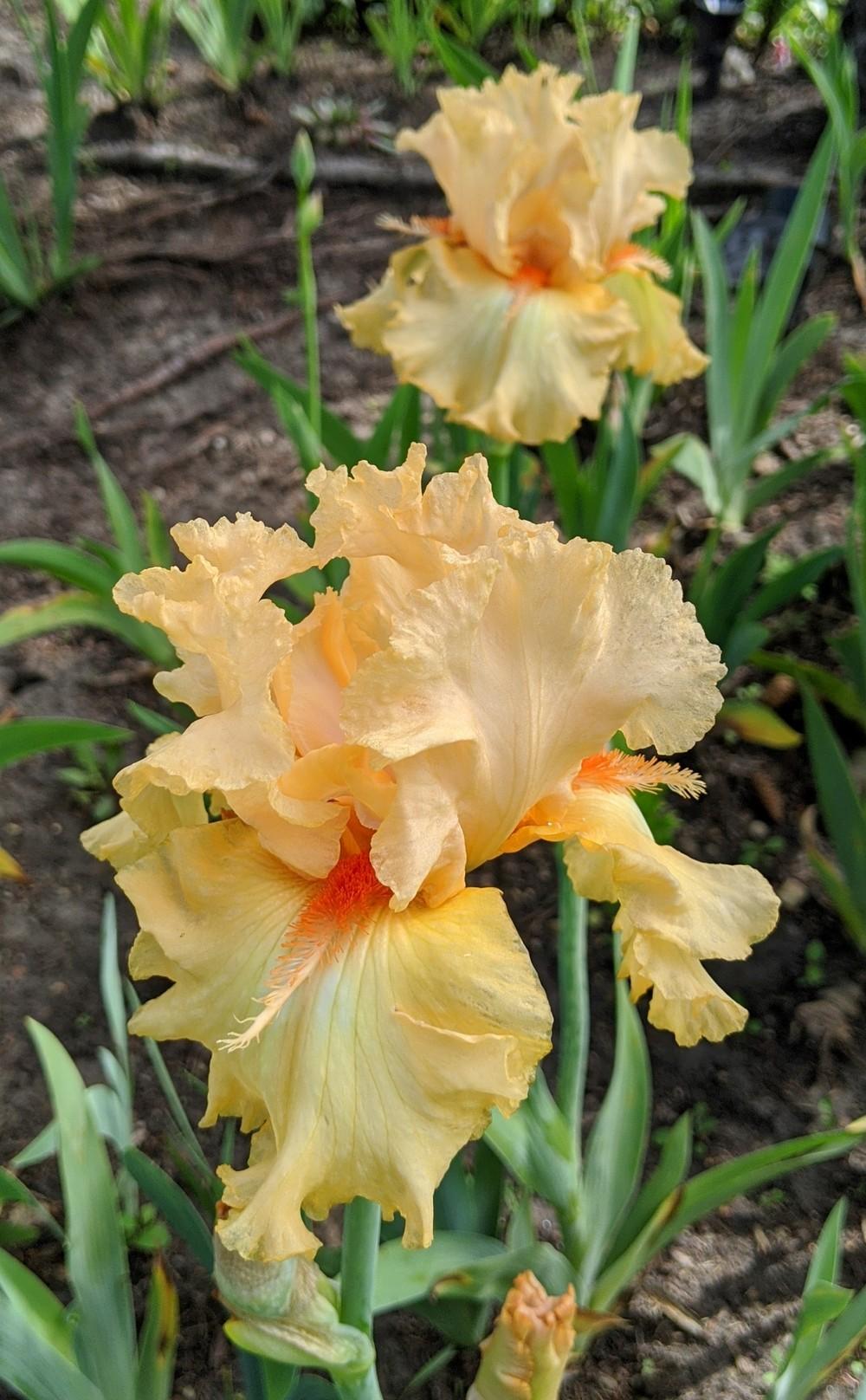 Photo of Tall Bearded Iris (Iris 'Capricious Candles') uploaded by Artsee1