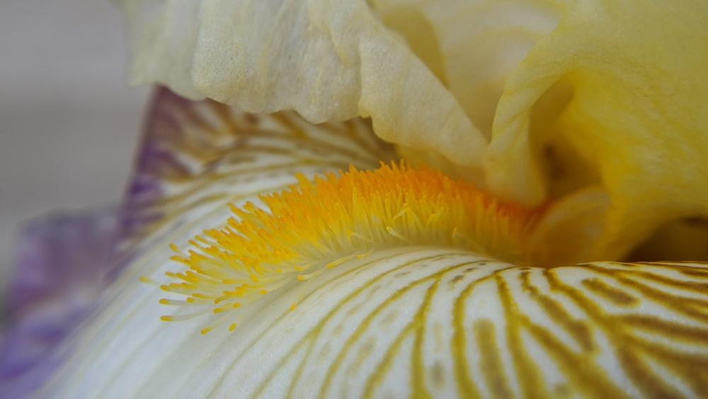 Photo of Tall Bearded Iris (Iris 'Fall Enterprise') uploaded by Artsee1