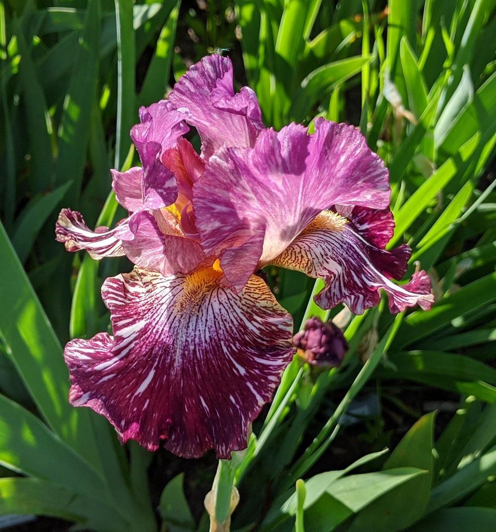 Photo of Tall Bearded Iris (Iris 'Bewilderbeast') uploaded by Artsee1