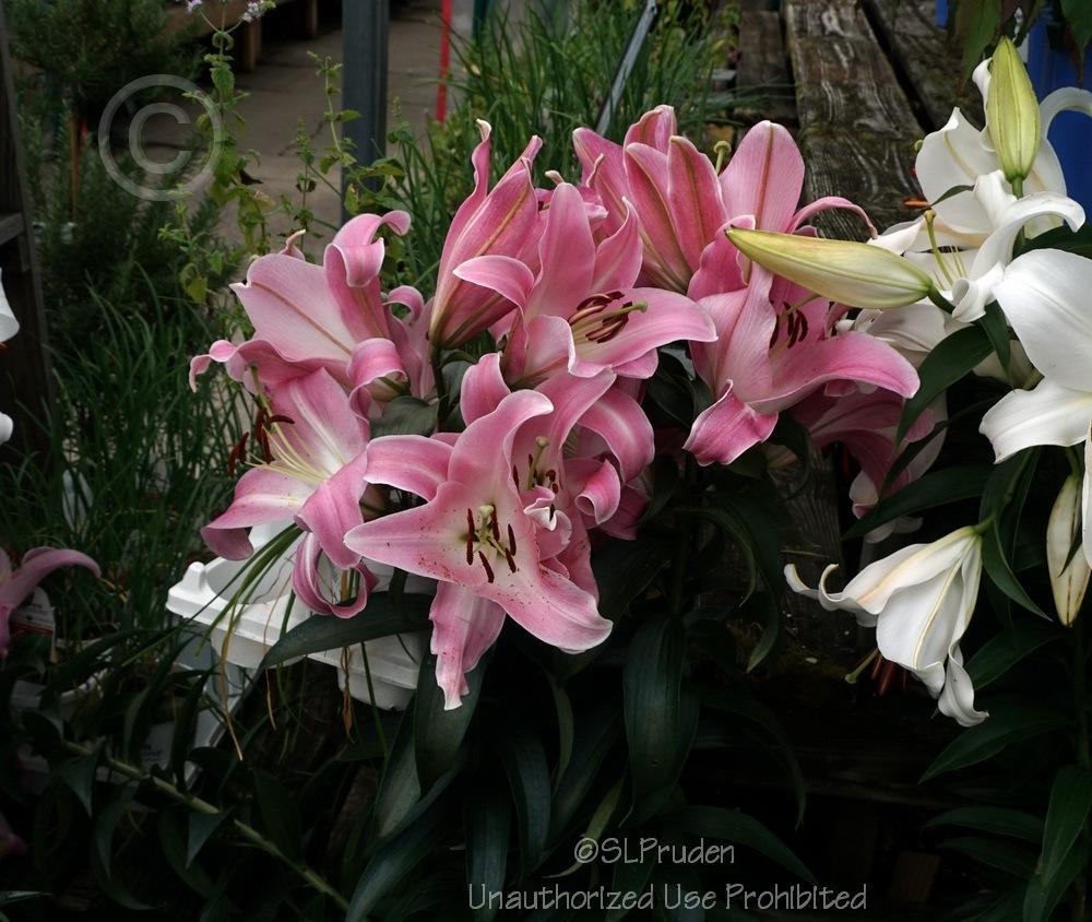 Photo of Lily (Lilium 'Tabledance') uploaded by DaylilySLP