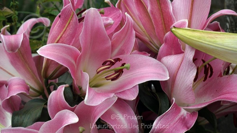 Photo of Lily (Lilium 'Tabledance') uploaded by DaylilySLP