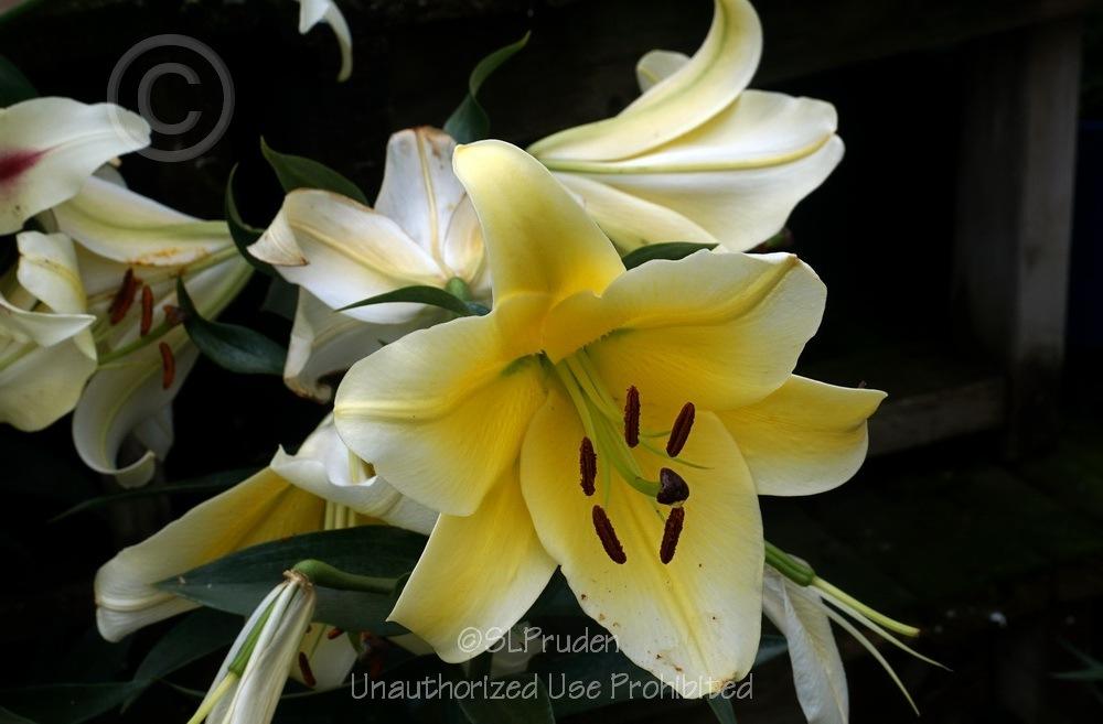 Photo of Lily (Lilium 'Conca d'Or') uploaded by DaylilySLP