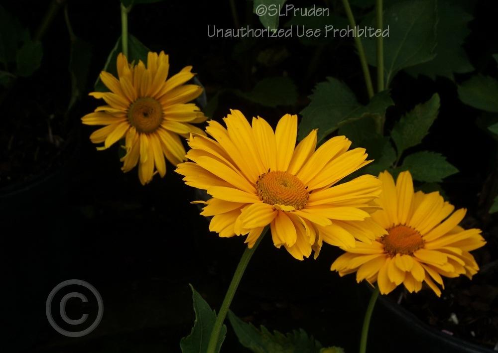 Photo of Oxeye Sunflower (Heliopsis helianthoides var. scabra 'Venus') uploaded by DaylilySLP