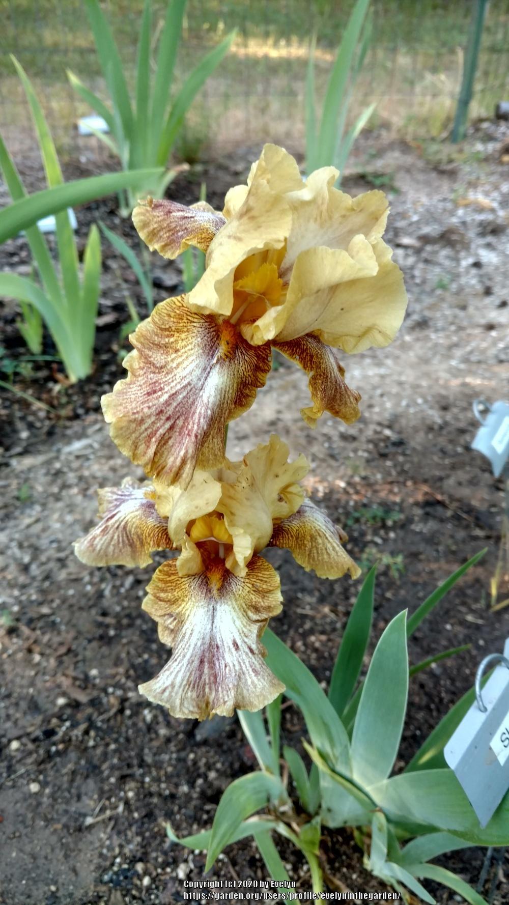 Photo of Tall Bearded Iris (Iris 'Sketch Me') uploaded by evelyninthegarden