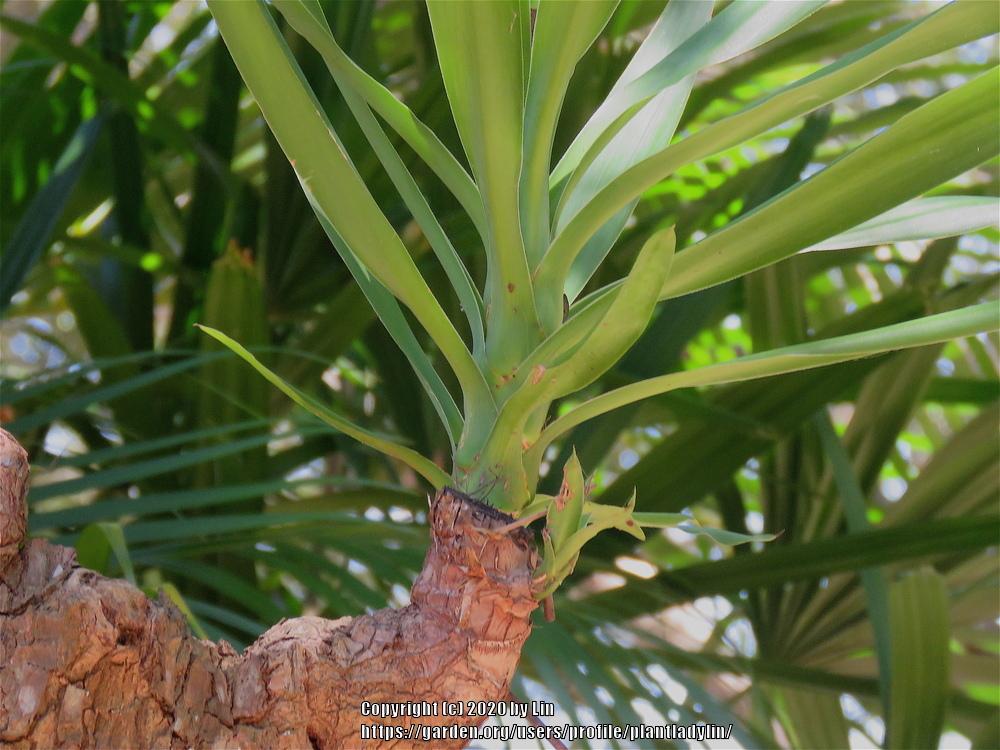 Photo of Spineless Yucca (Yucca gigantea) uploaded by plantladylin