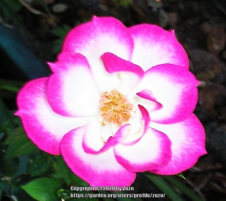 Photo of Rose (Rosa 'Hula Hoop') uploaded by zuzu