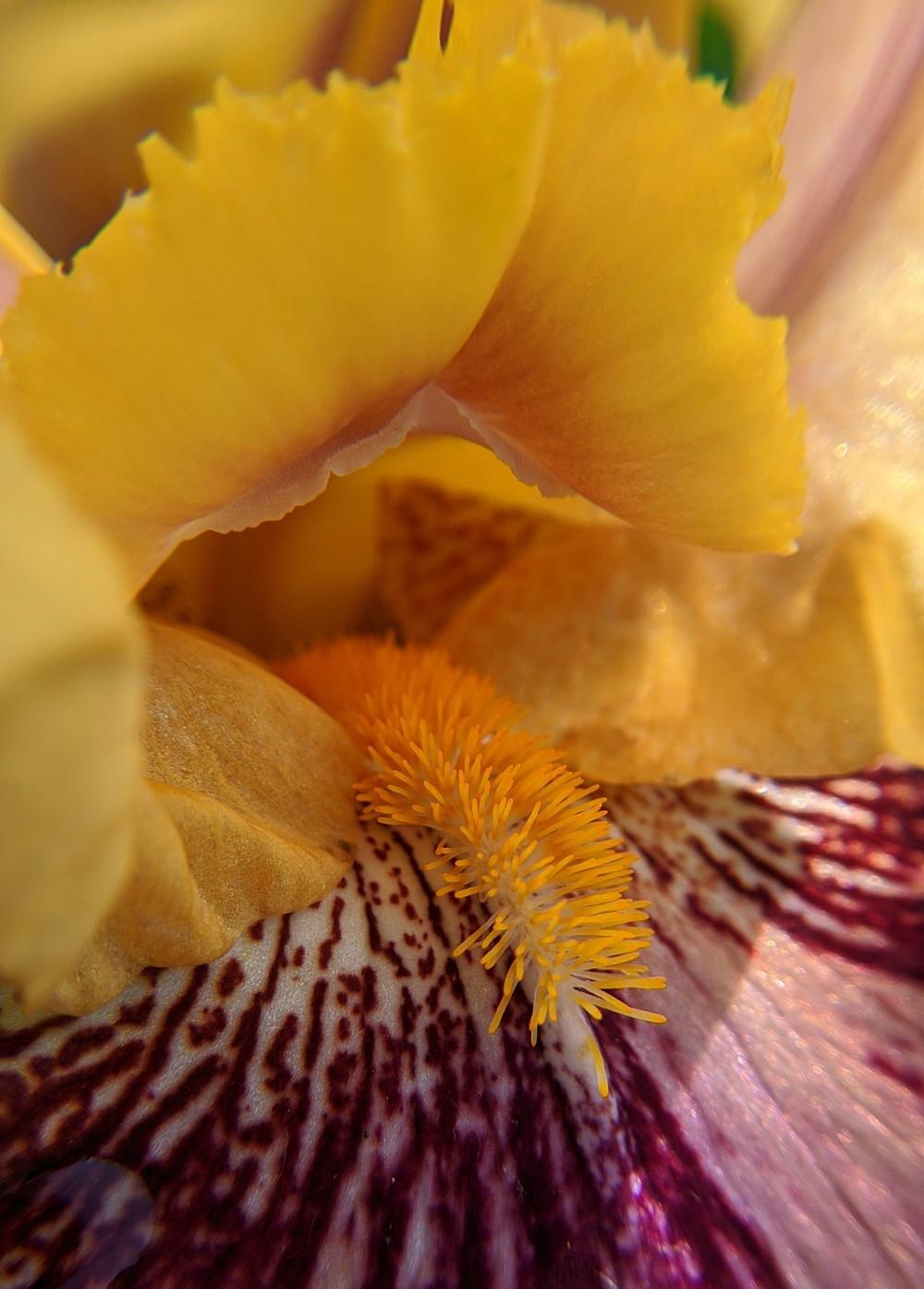 Photo of Tall Bearded Iris (Iris 'Ziggy') uploaded by Artsee1