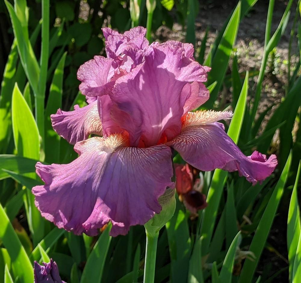 Photo of Tall Bearded Iris (Iris 'Fangnificent') uploaded by Artsee1