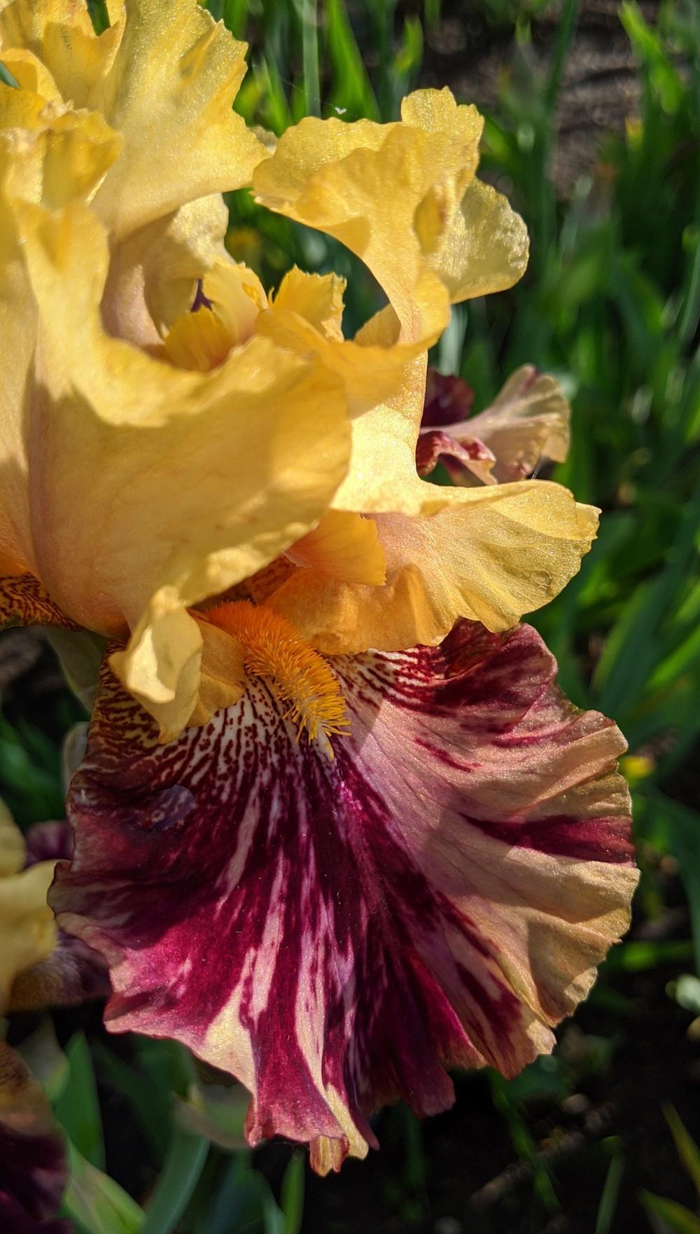 Photo of Tall Bearded Iris (Iris 'Ziggy') uploaded by Artsee1