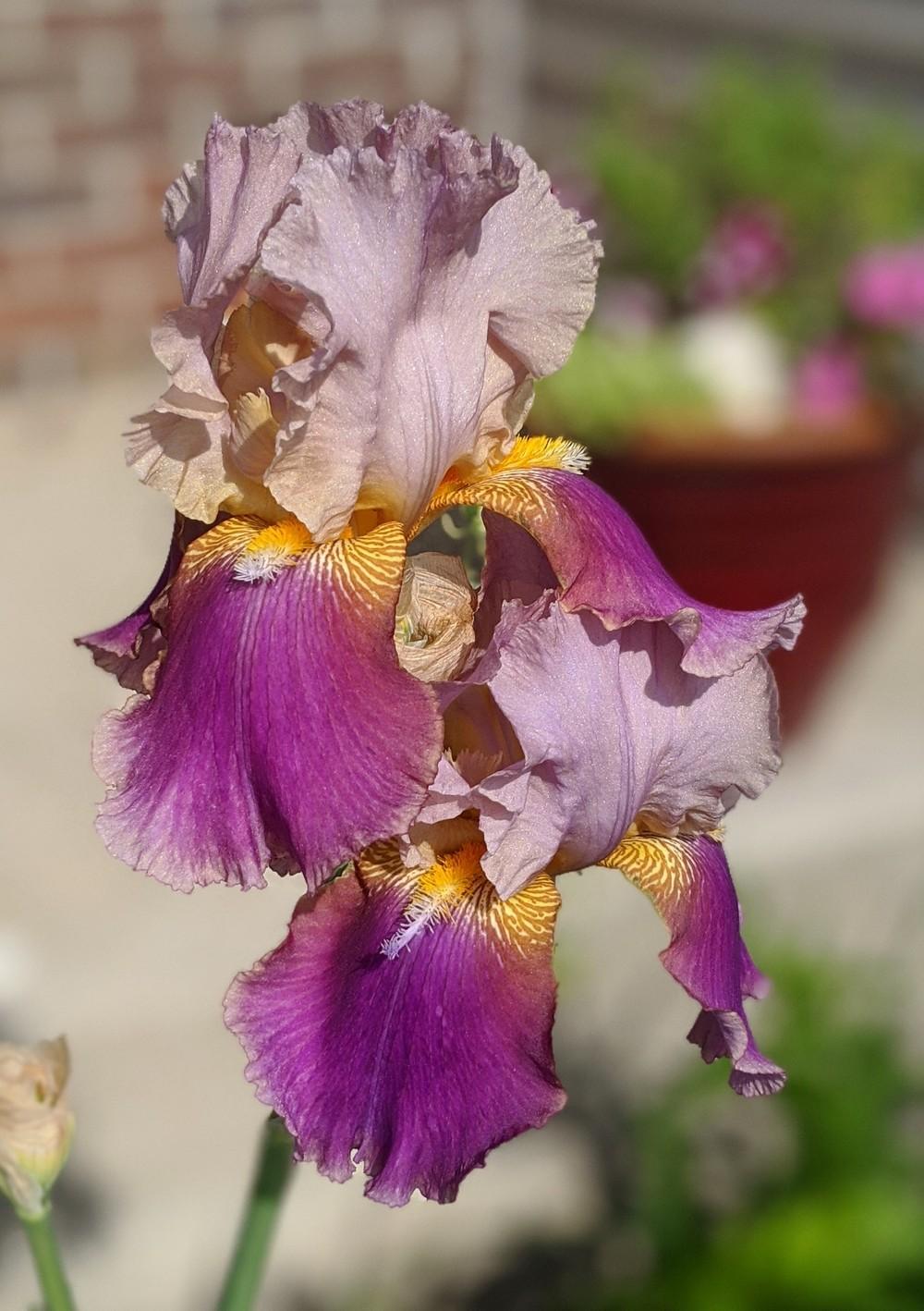 Photo of Tall Bearded Iris (Iris 'Jupiter's Joy') uploaded by Artsee1