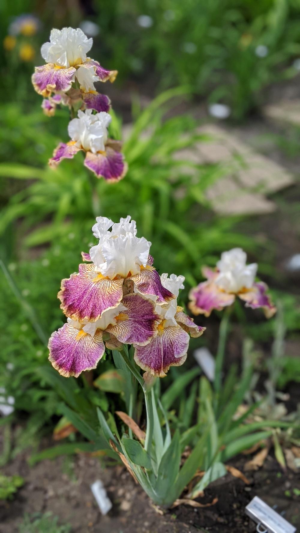 Photo of Tall Bearded Iris (Iris 'Sordid Lives') uploaded by Artsee1