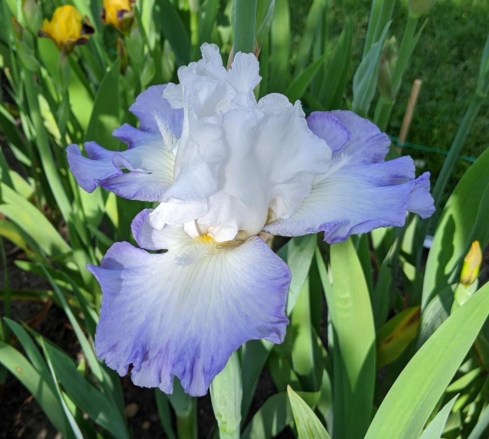 Photo of Tall Bearded Iris (Iris 'Grand Circle') uploaded by Artsee1