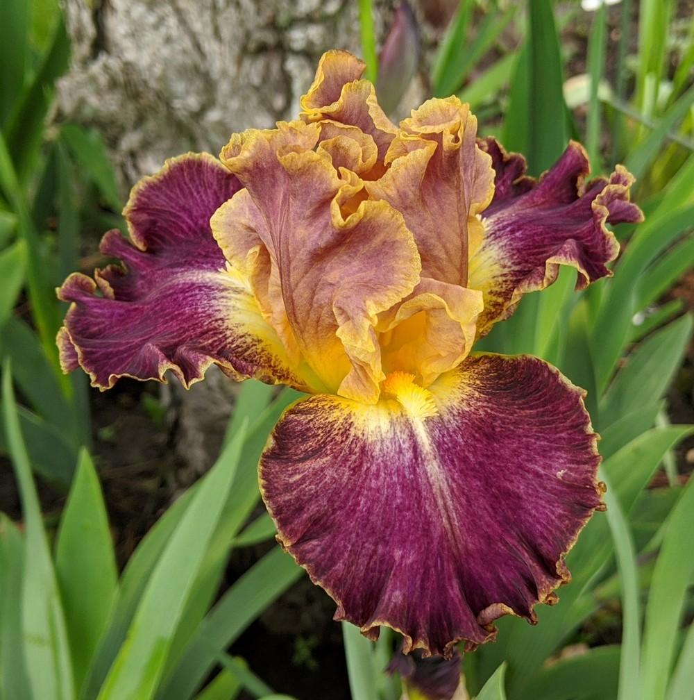Photo of Tall Bearded Iris (Iris 'High Master') uploaded by Artsee1