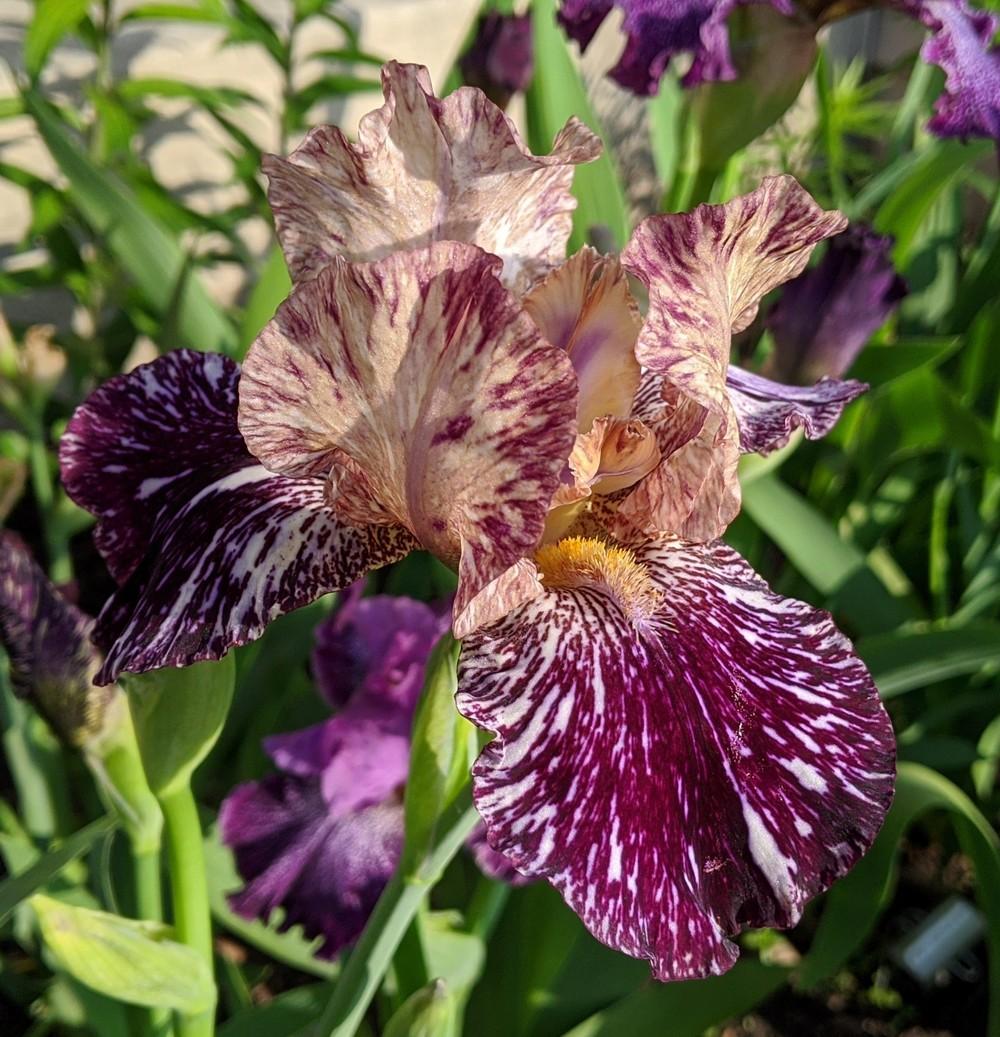 Photo of Tall Bearded Iris (Iris 'Gnus Flash') uploaded by Artsee1