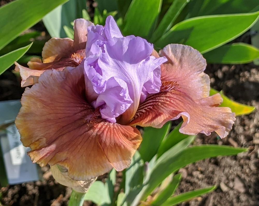 Photo of Tall Bearded Iris (Iris 'Witching') uploaded by Artsee1